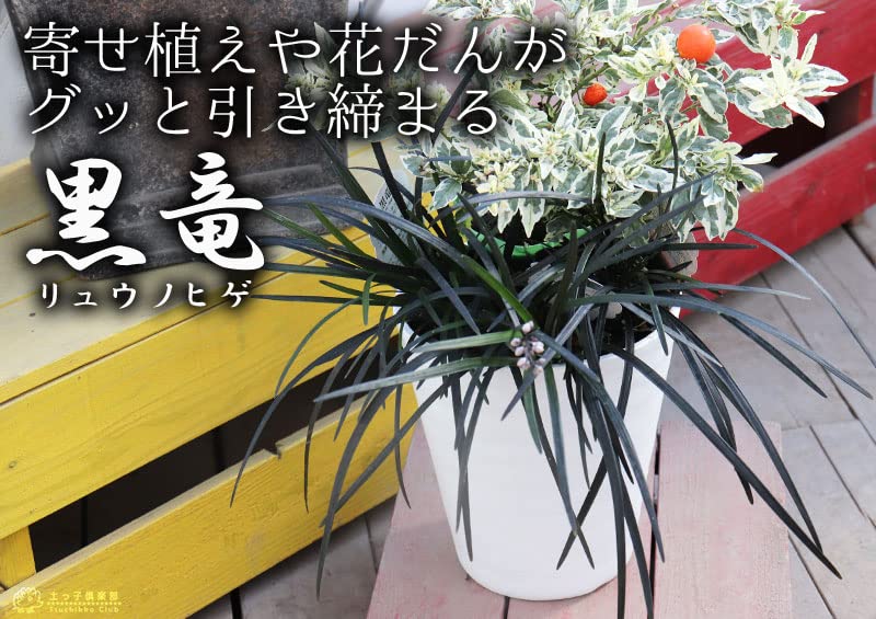 Amazon.co.jp: リュウノヒゲ 『 黒竜 （ コクリュウ ） 』 9cm